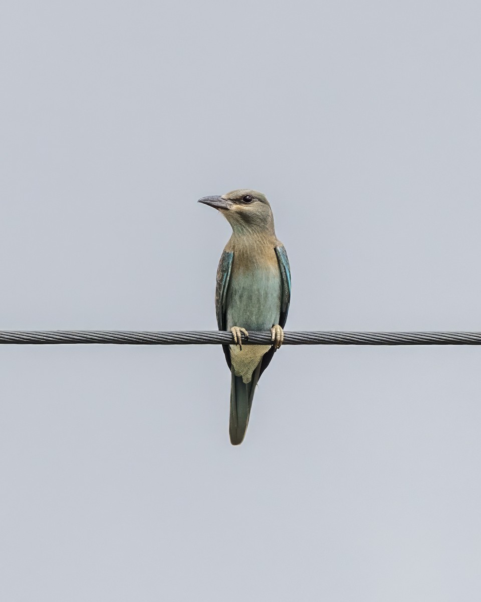 European Roller - Anonymous