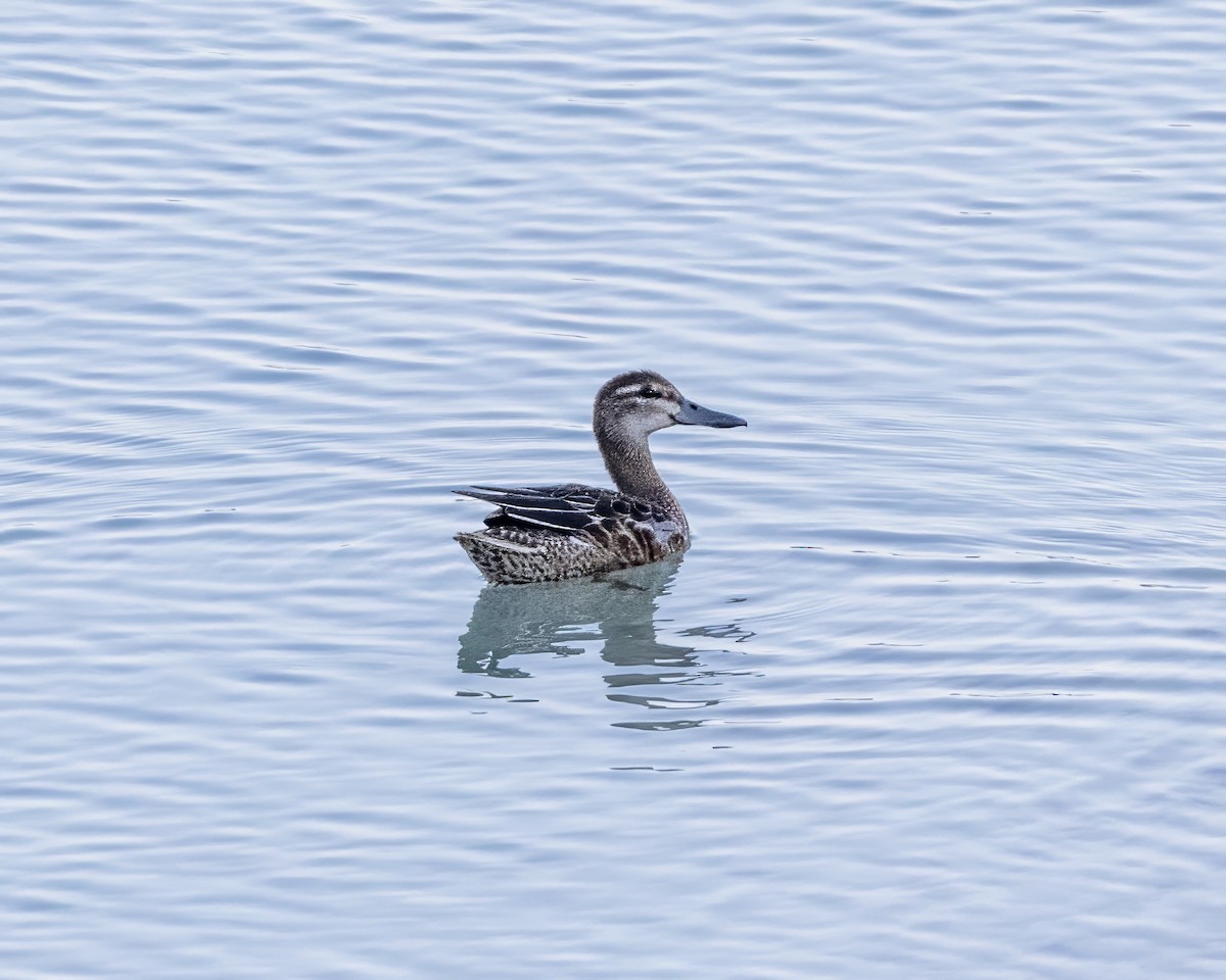 Garganey - Anonymous