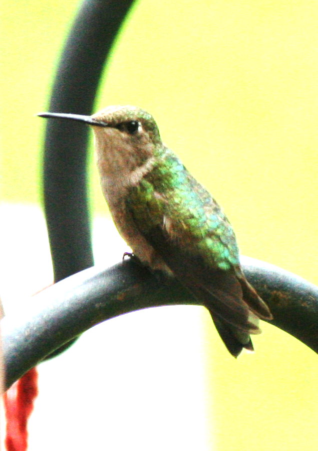 Ruby-throated Hummingbird - ML602580551