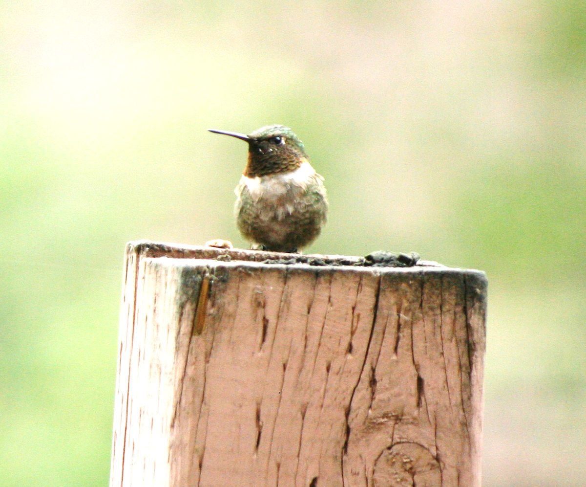 Ruby-throated Hummingbird - ML602580771