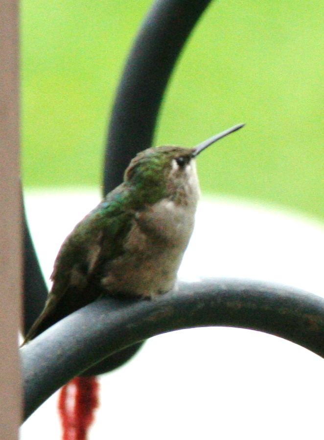 Ruby-throated Hummingbird - ML602581041