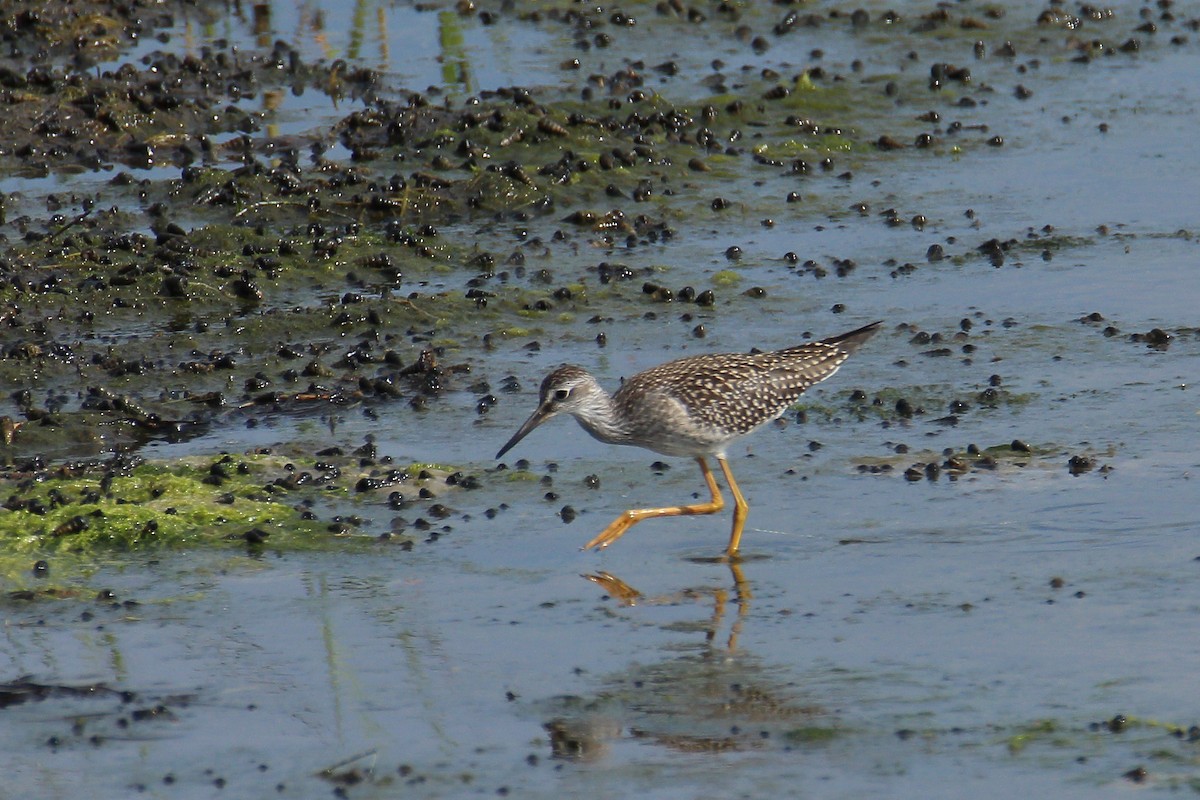 Lesser Yellowlegs - ML602582341