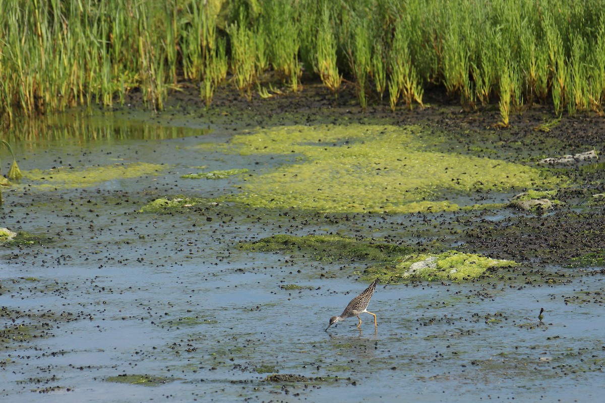 Lesser Yellowlegs - ML602582381