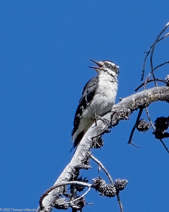 Hairy Woodpecker - ML602582461