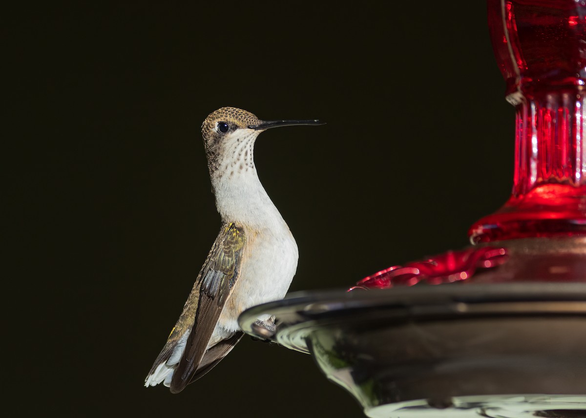 Black-chinned Hummingbird - ML602582891