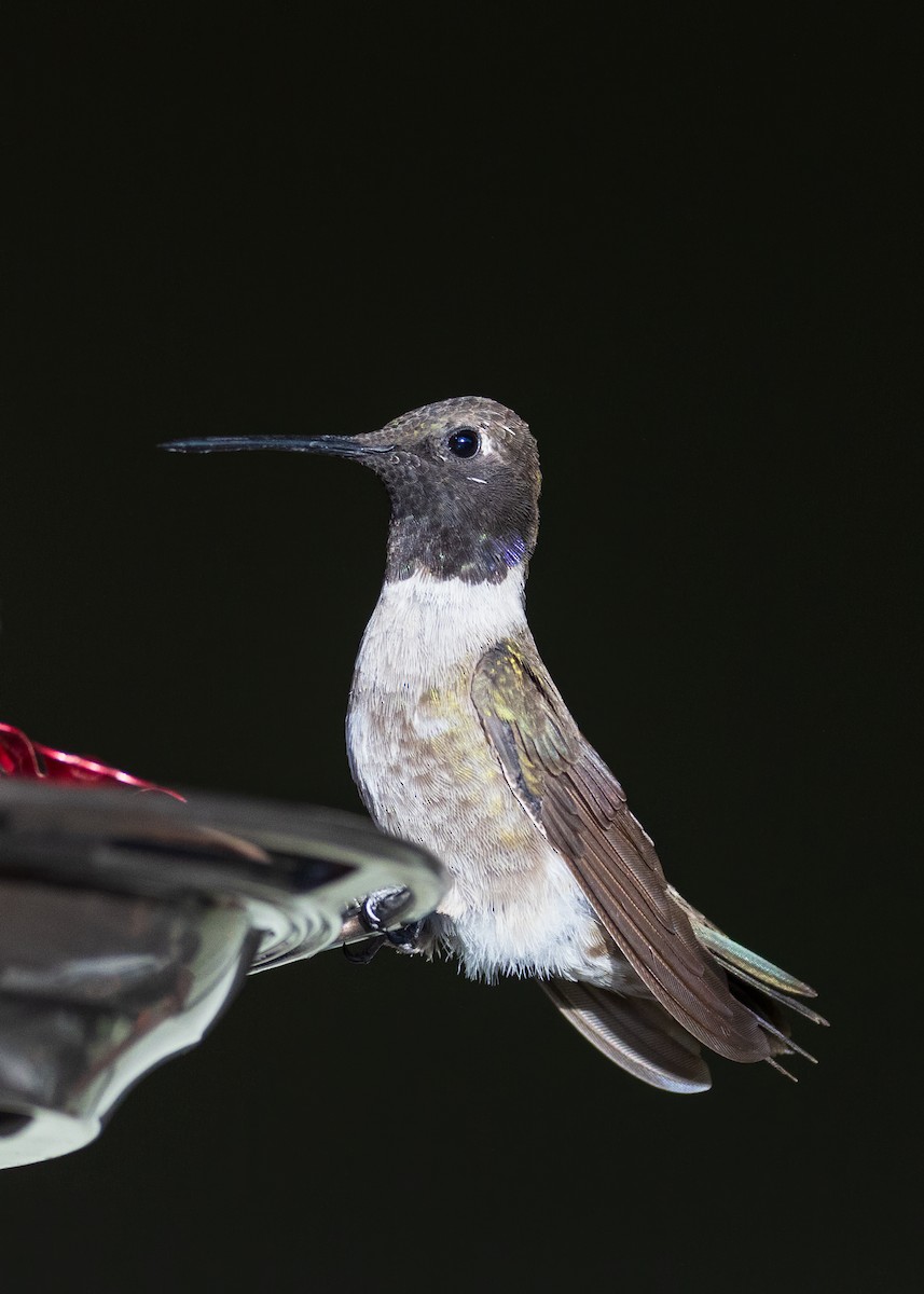 Black-chinned Hummingbird - ML602582931