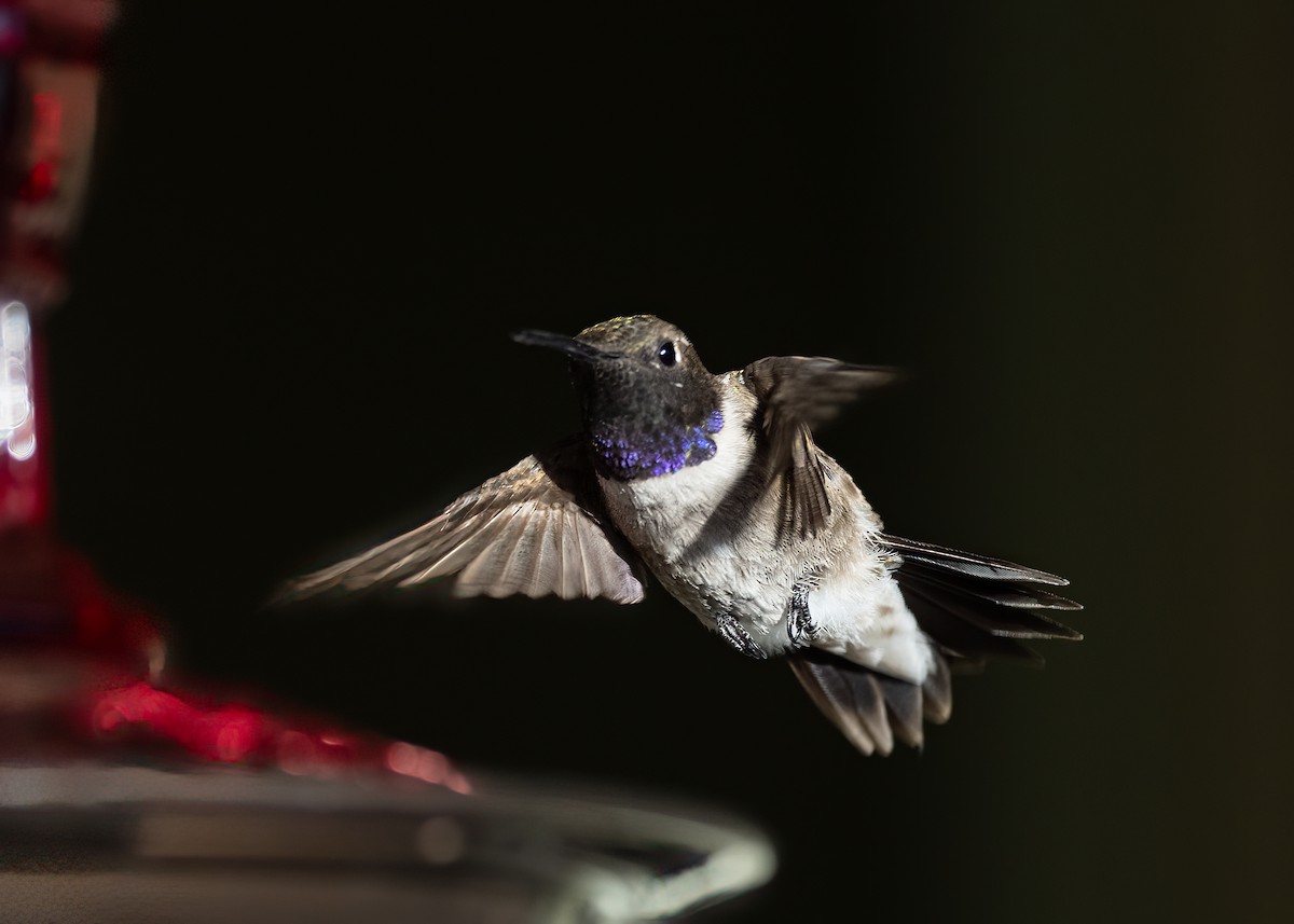 Black-chinned Hummingbird - ML602582941