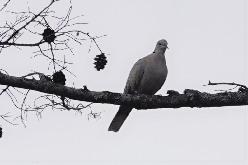 Eurasian Collared-Dove - ML602583461