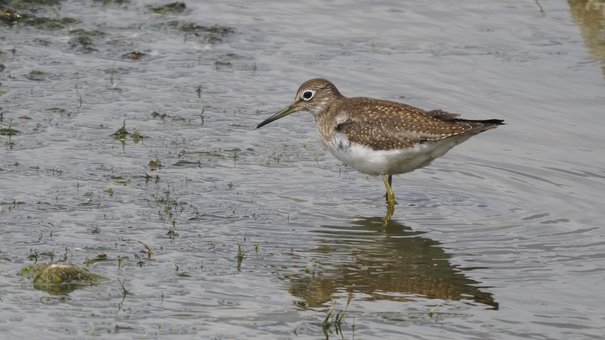 Solitary Sandpiper - Mark Cloutier