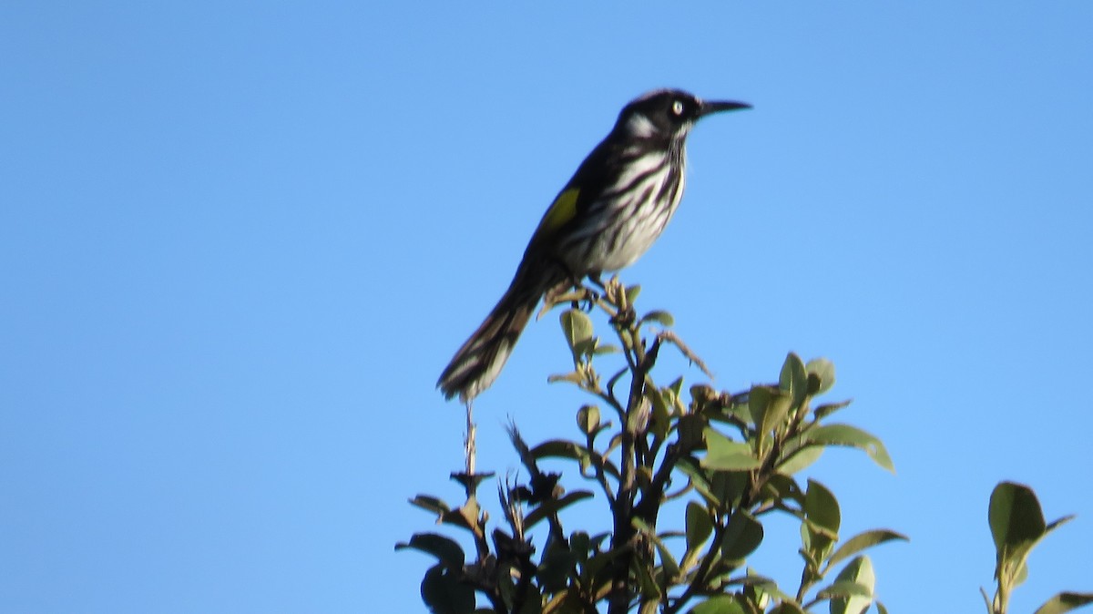 New Holland Honeyeater - ML602584461