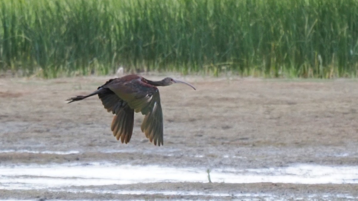 White-faced Ibis - Mark Cloutier