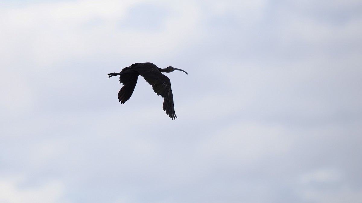 White-faced Ibis - Mark Cloutier