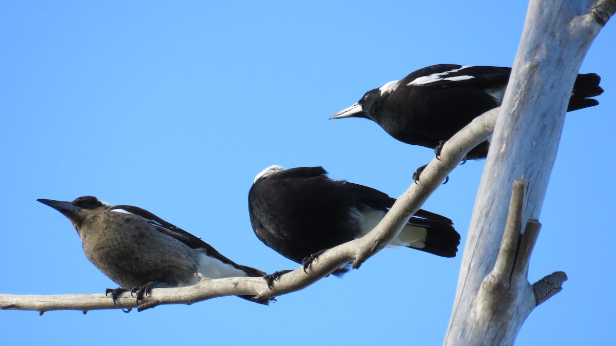 Australian Magpie - ML602584571