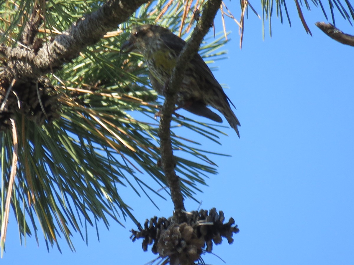 Red Crossbill - ML602584751