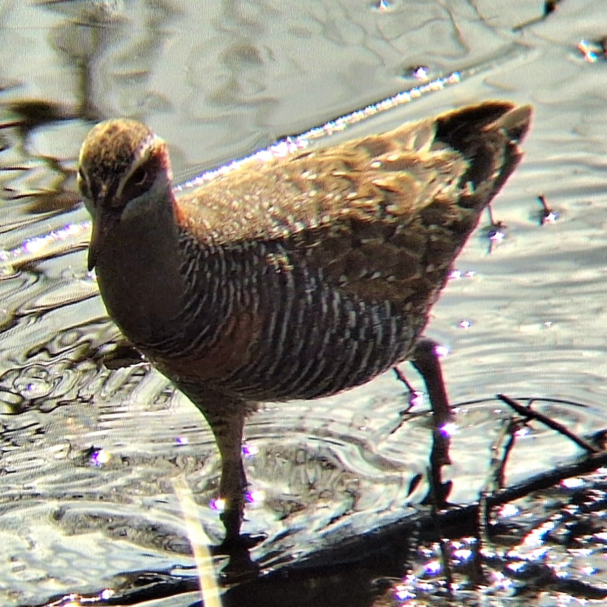 Buff-banded Rail - ML602584821