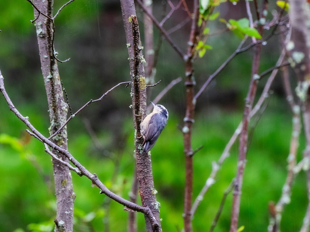 Red-breasted Nuthatch - ML602585471