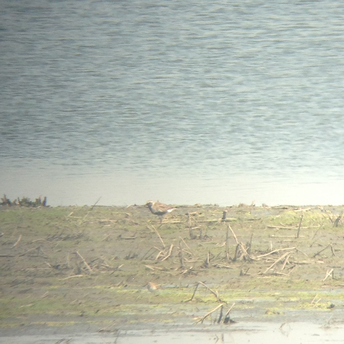 Black-bellied Plover - ML60258591