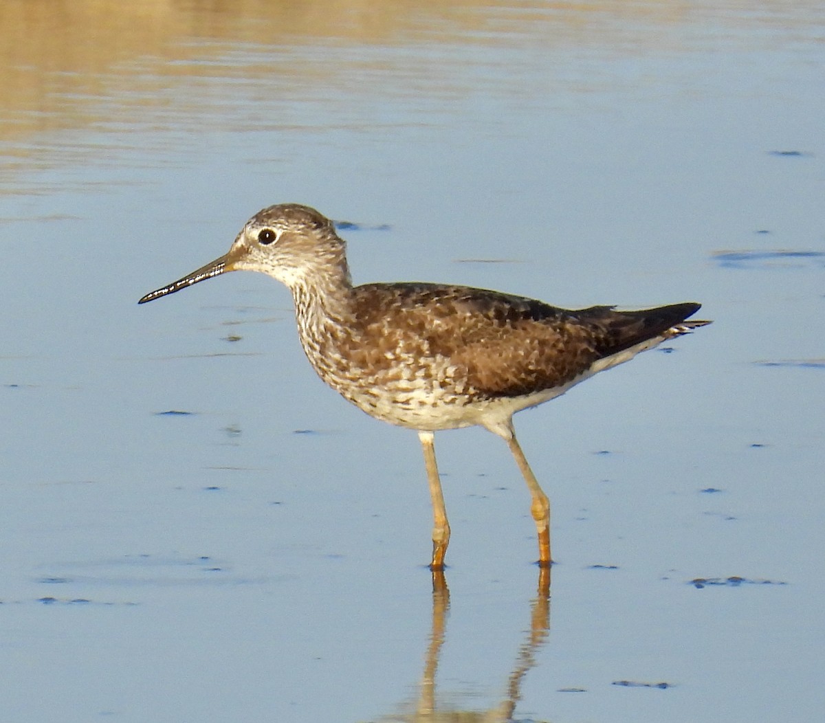 Lesser Yellowlegs - ML602586011