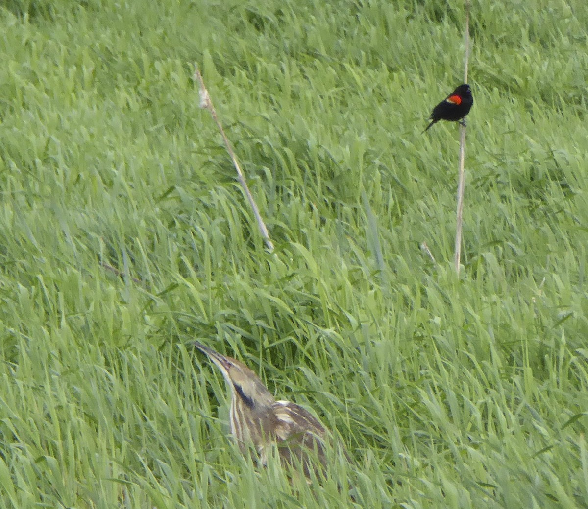 American Bittern - ML60258841