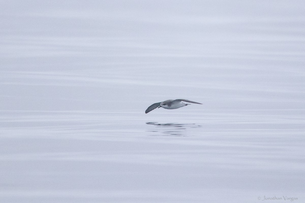 Cook's Petrel - ML602589251