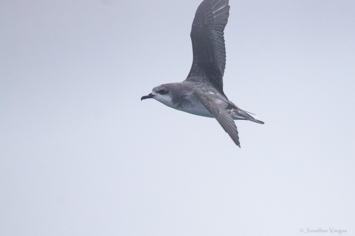 Cook's Petrel - ML602589261