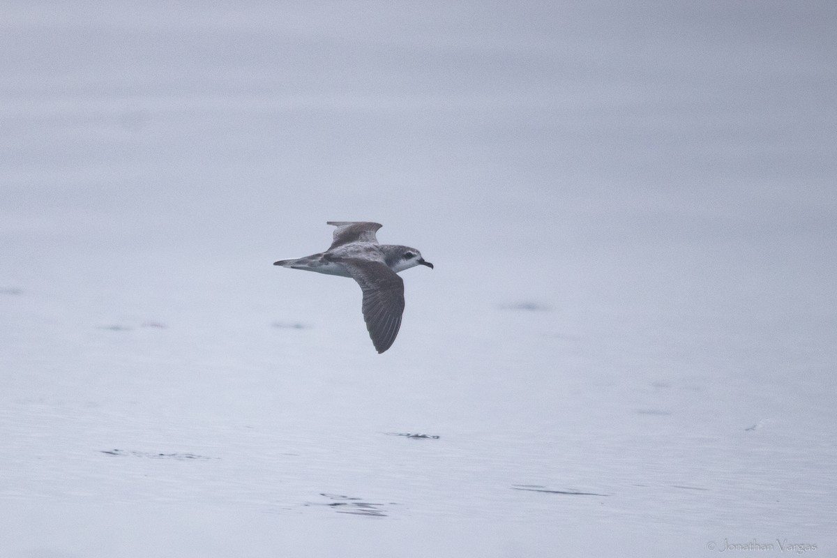 Cook's Petrel - ML602589271