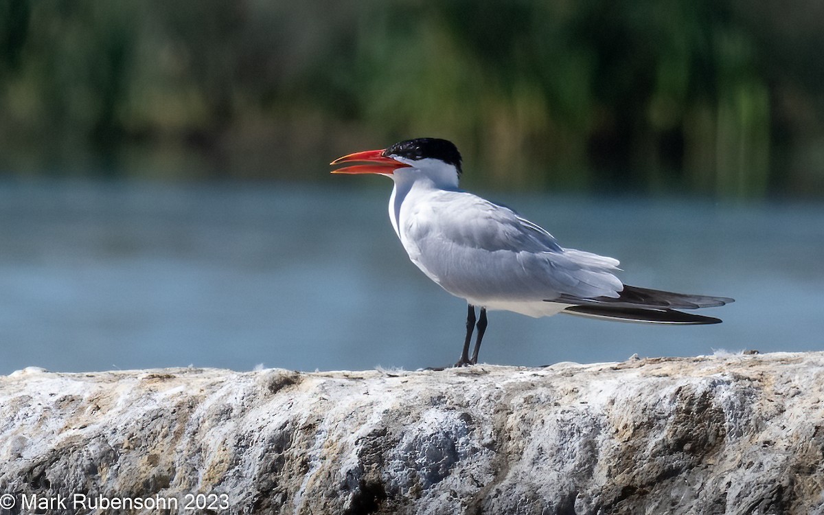 Caspian Tern - Mark Rubensohn