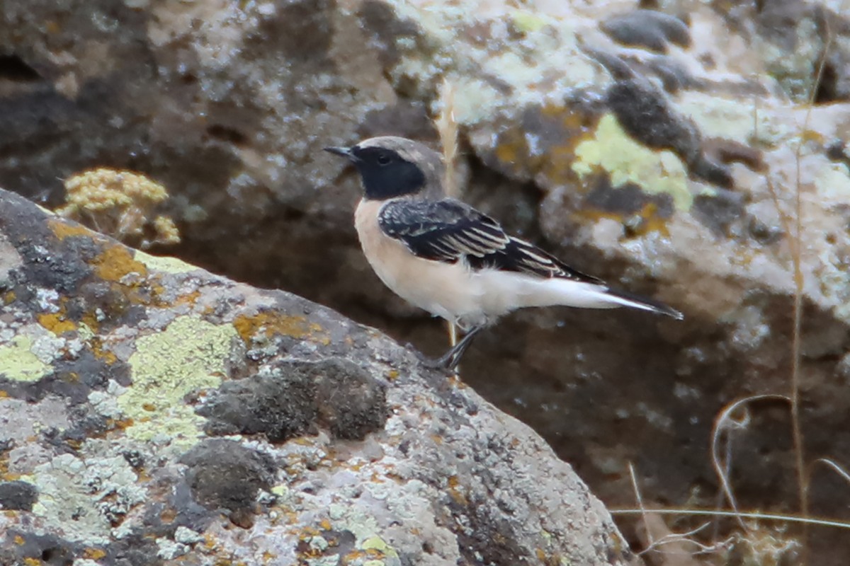 wheatear sp. - ML602590621