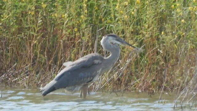 Great Blue Heron - ML602591071