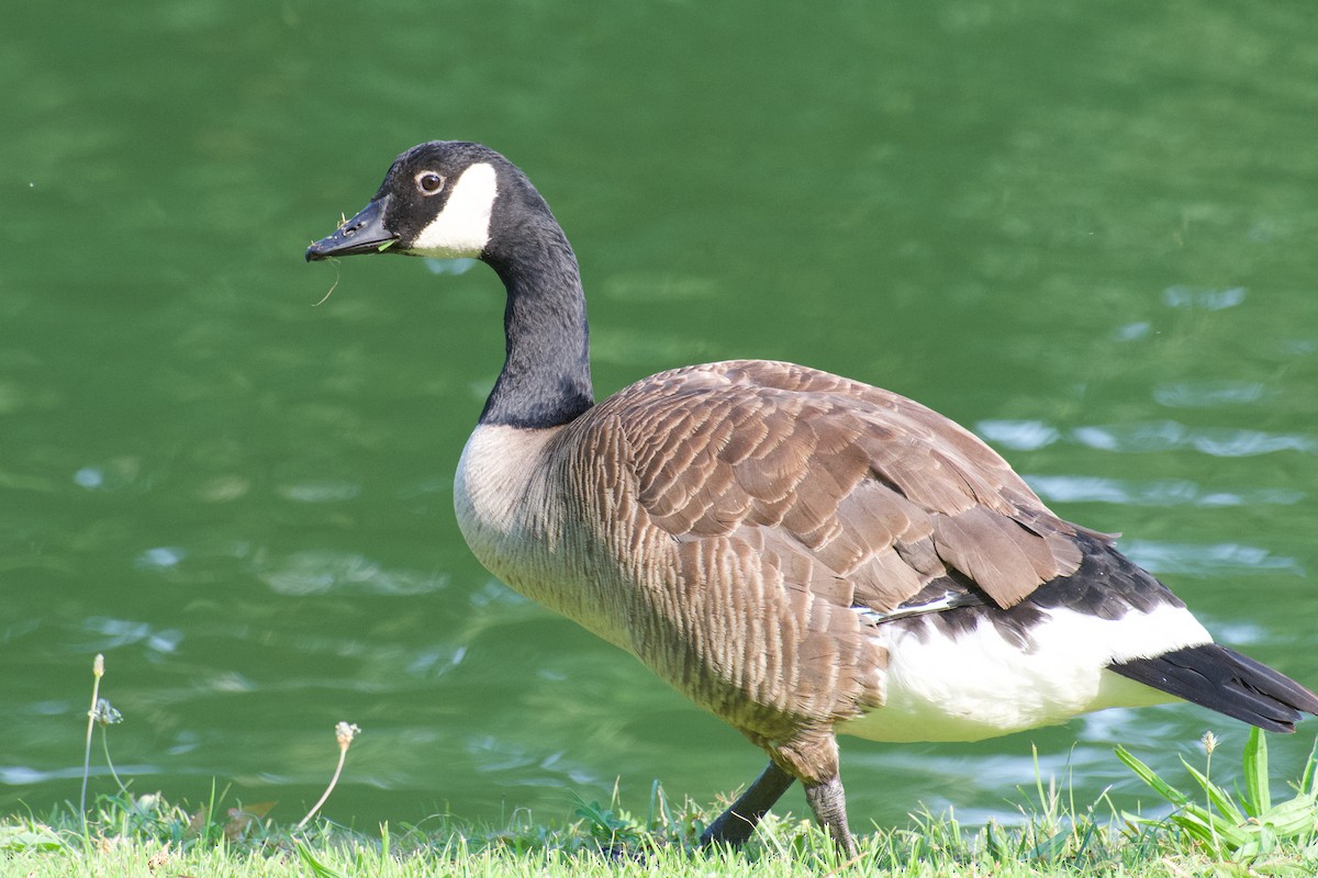 Canada Goose - Alfred & Hidi Lau