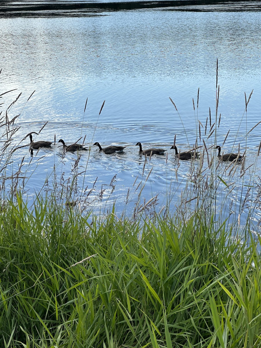 Cackling/Canada Goose - Anthony Newcomer