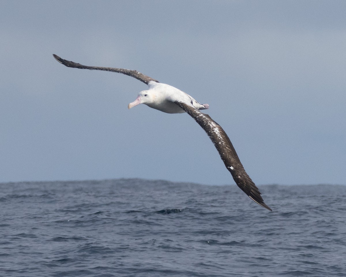 Albatros hurleur, A. de Tristan da Cunha ou A. des Antipodes - ML602594691