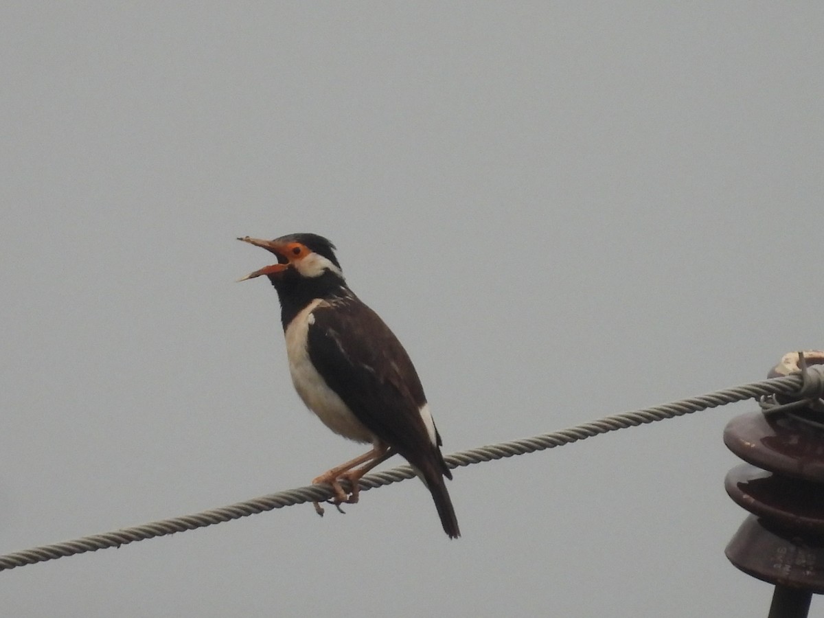 Indian Pied Starling - ML602595081