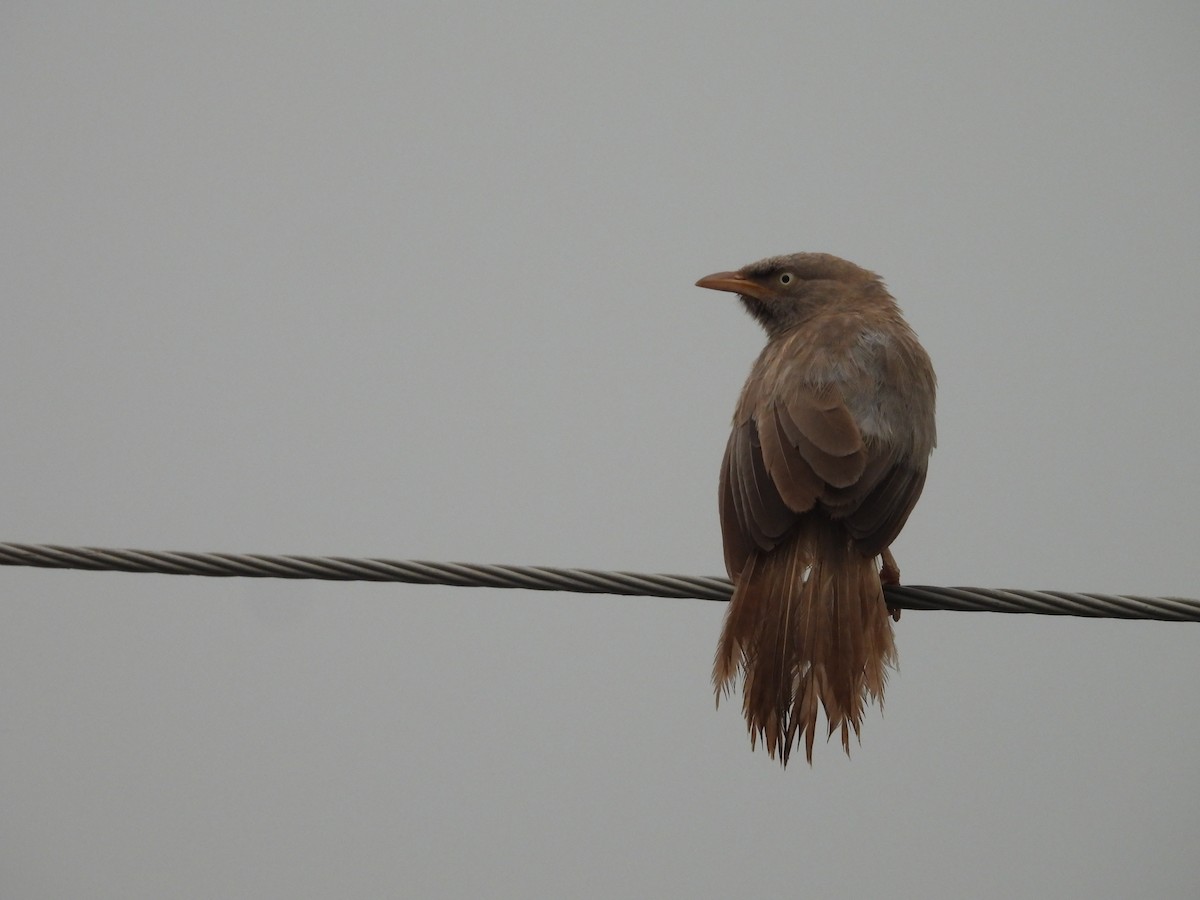 Jungle Babbler - ML602595111