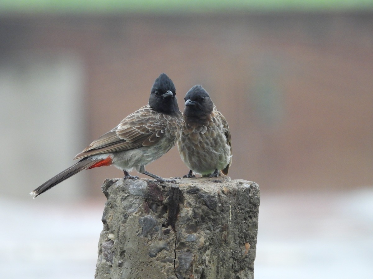 Red-vented Bulbul - ML602595281