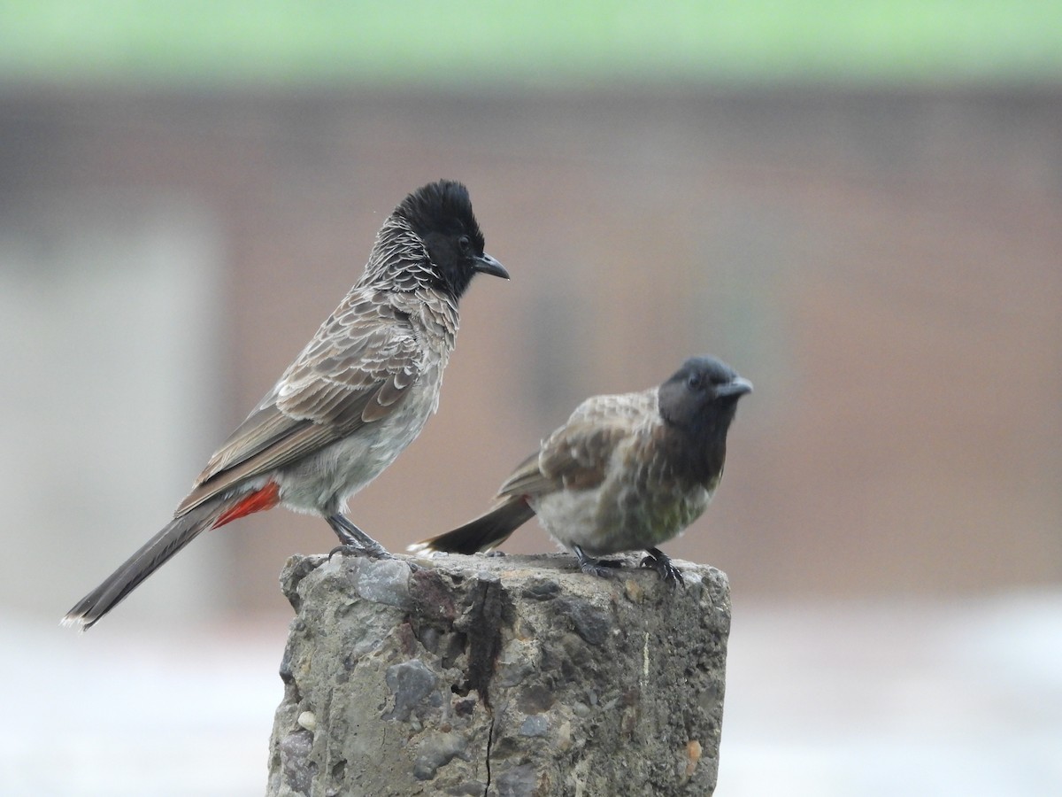 Red-vented Bulbul - ML602595291