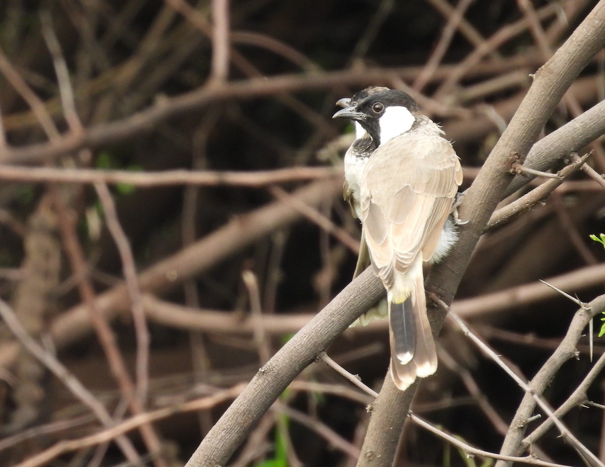 White-eared Bulbul - ML602595441