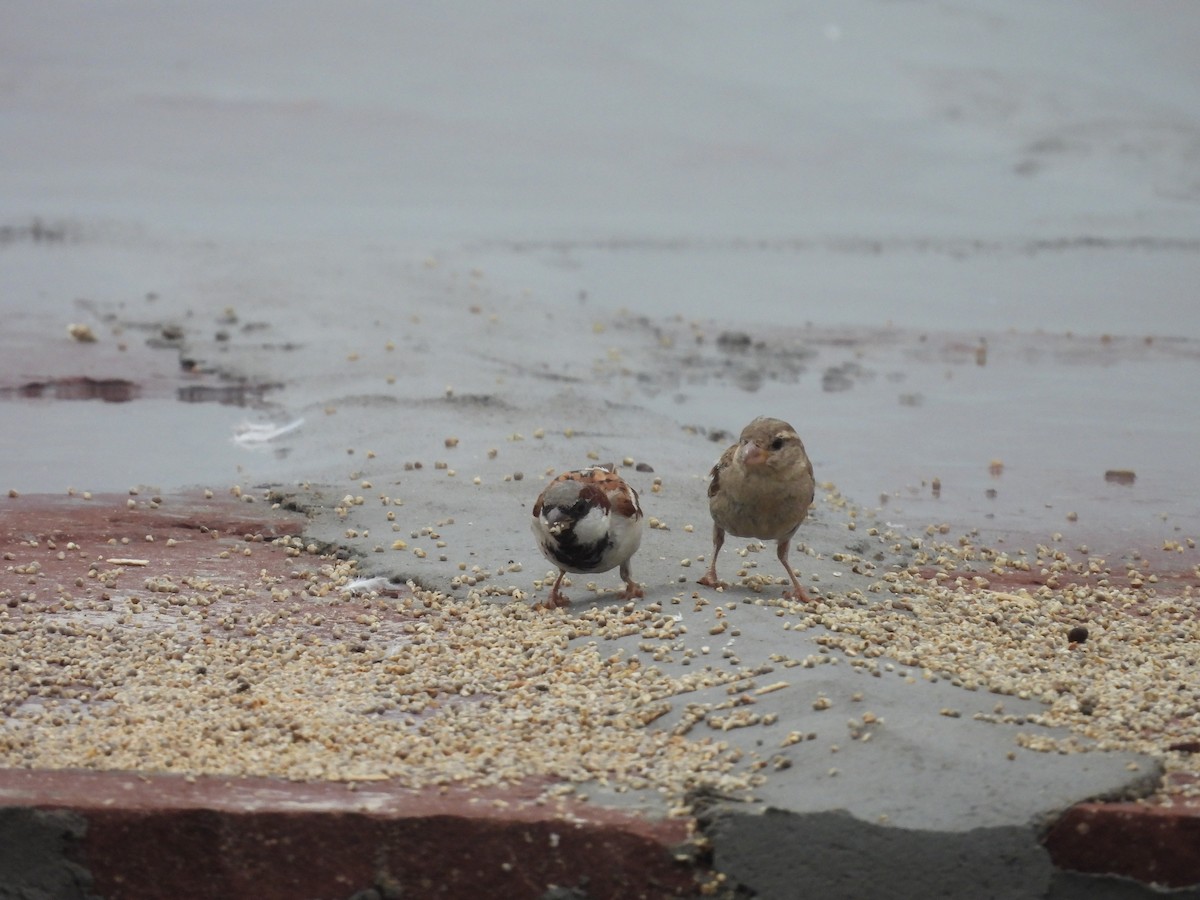 House Sparrow - ML602595631