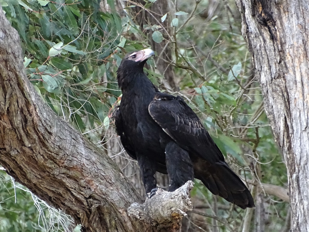 Wedge-tailed Eagle - ML602595771