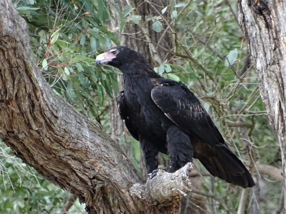 Wedge-tailed Eagle - ML602595891