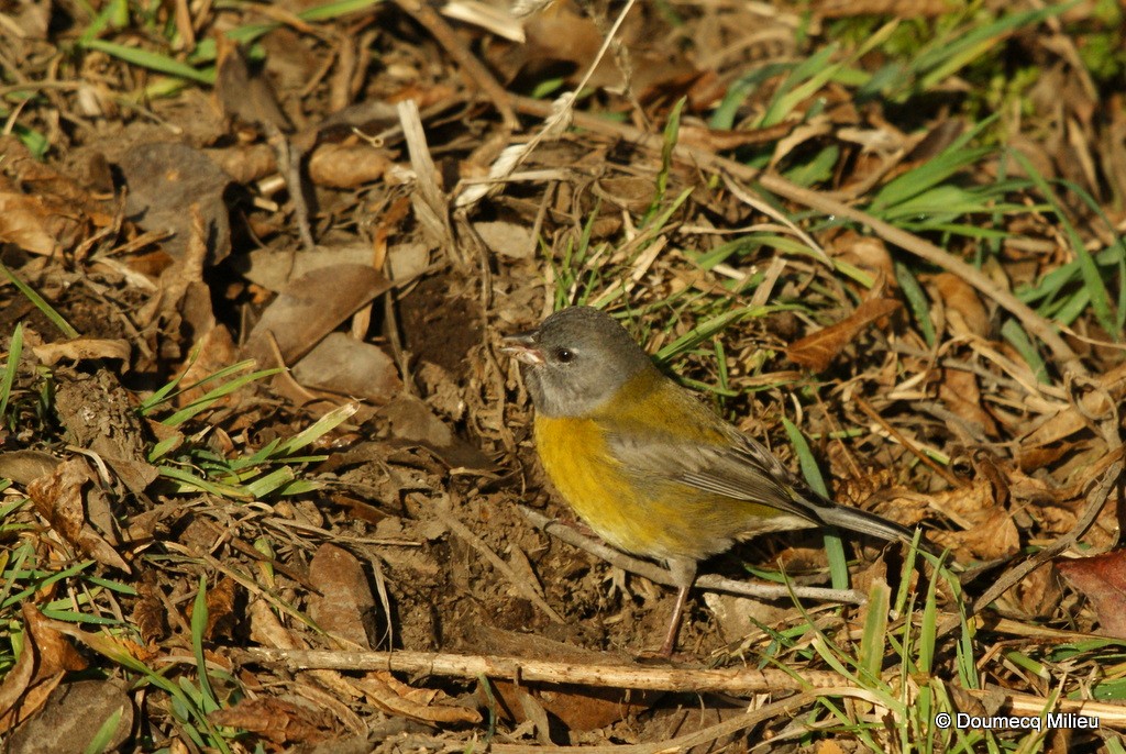 Gray-hooded Sierra Finch - Ricardo  Doumecq Milieu