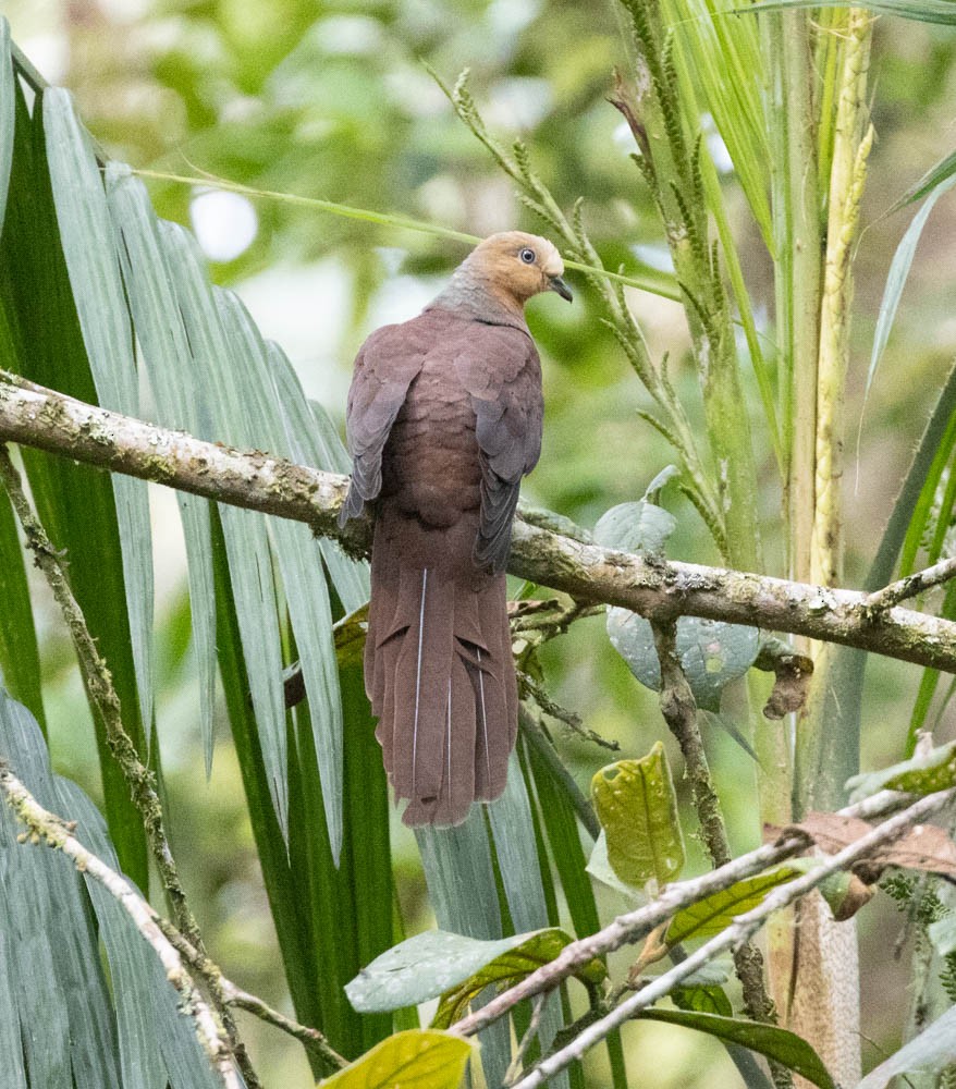 Sultan's Cuckoo-Dove - Lindy Fung