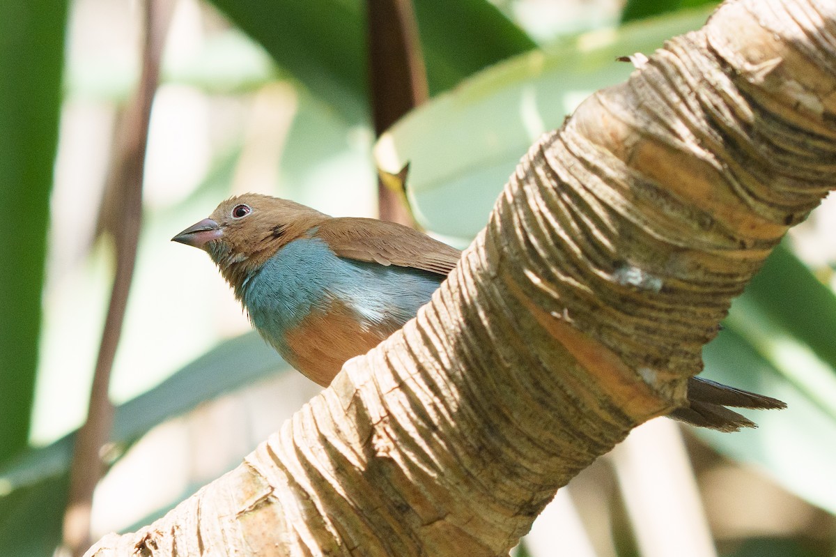 Red-cheeked Cordonbleu - ML602599161