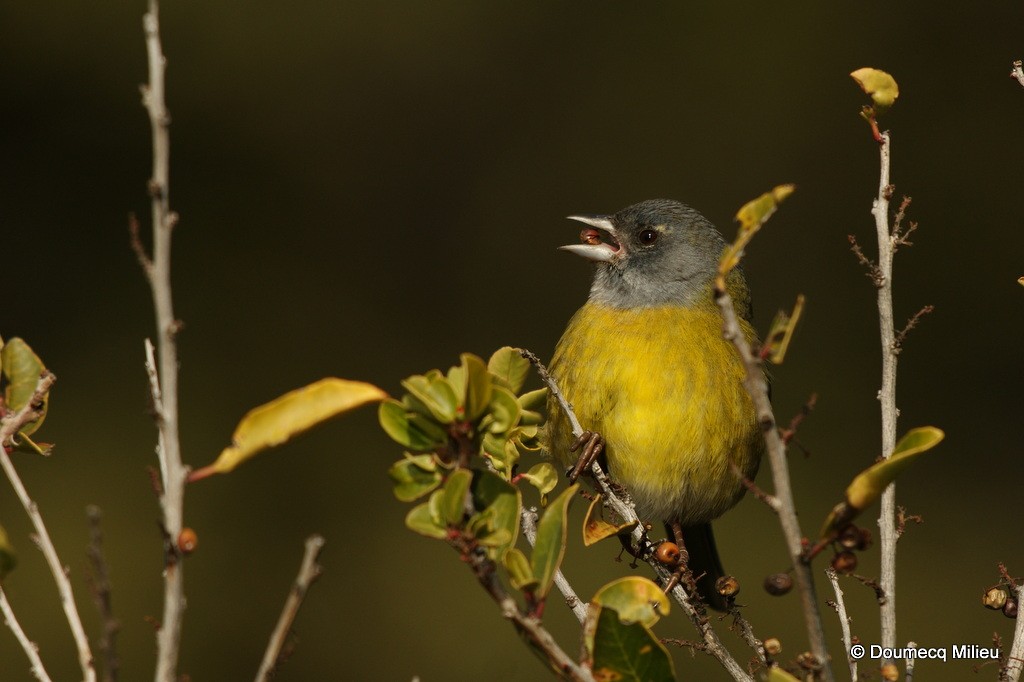 Gray-hooded Sierra Finch - ML60259921