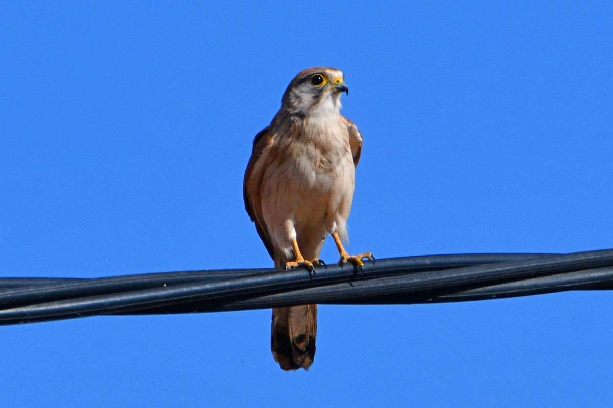 Nankeen Kestrel - ML602599221