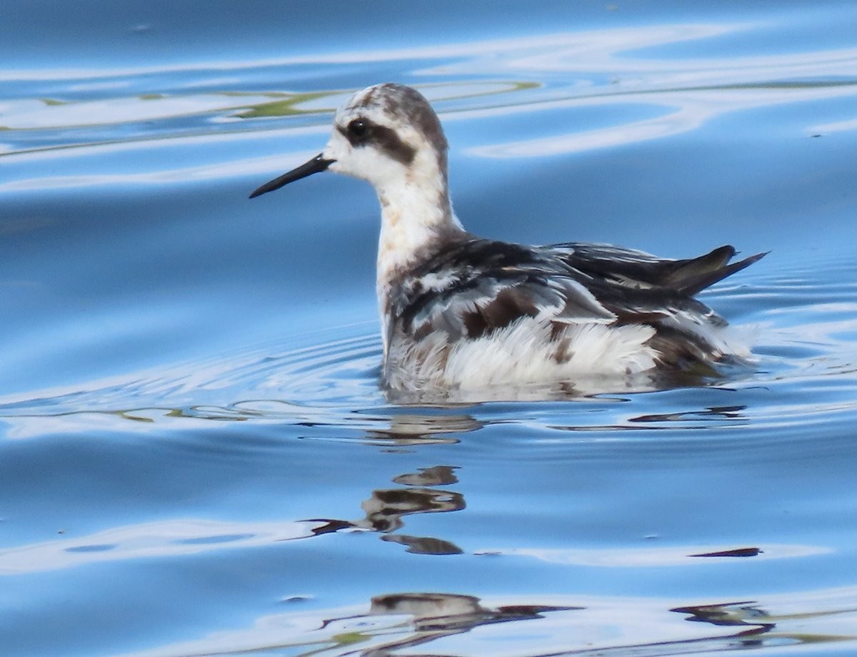 Red-necked Phalarope - ML602599641