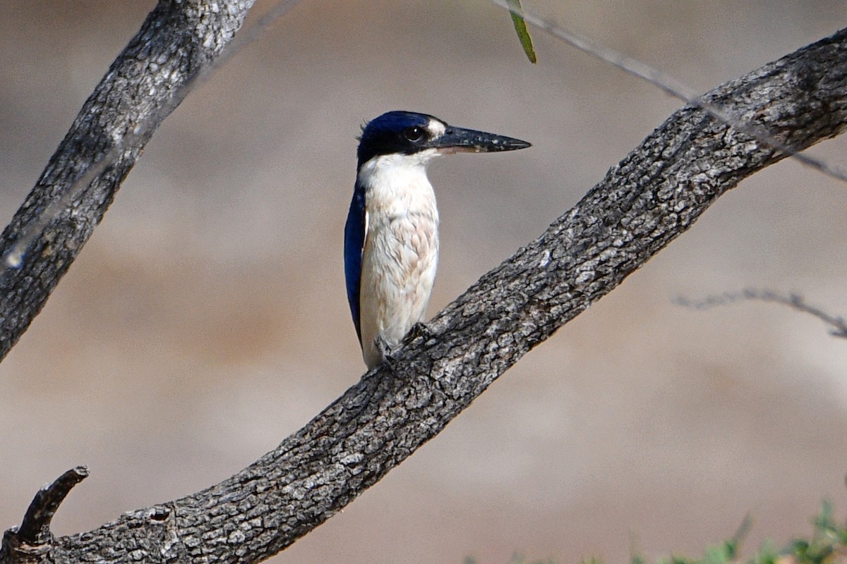 Forest Kingfisher - ML602600041