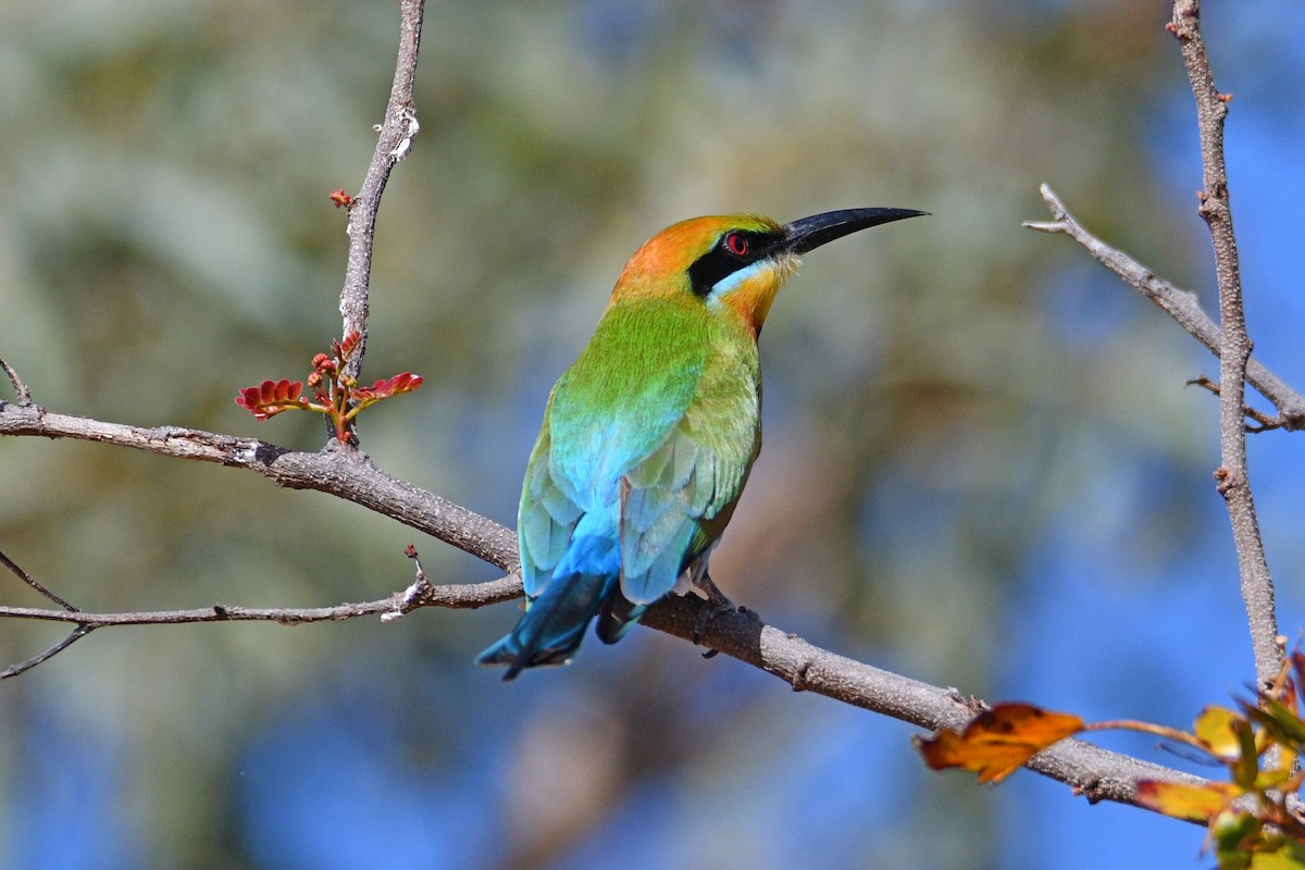 Rainbow Bee-eater - ML602600331
