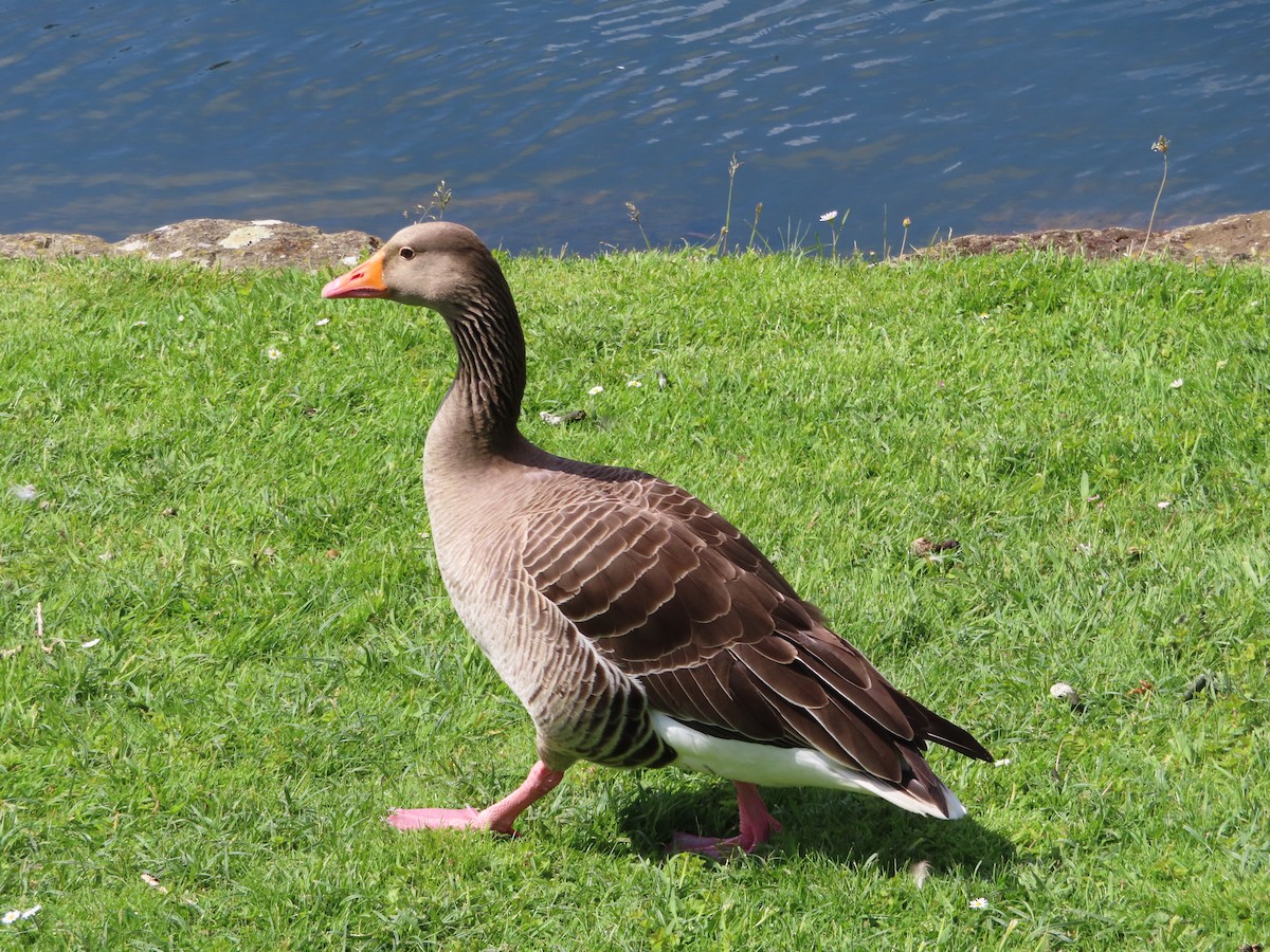 Graylag Goose - ML602601111