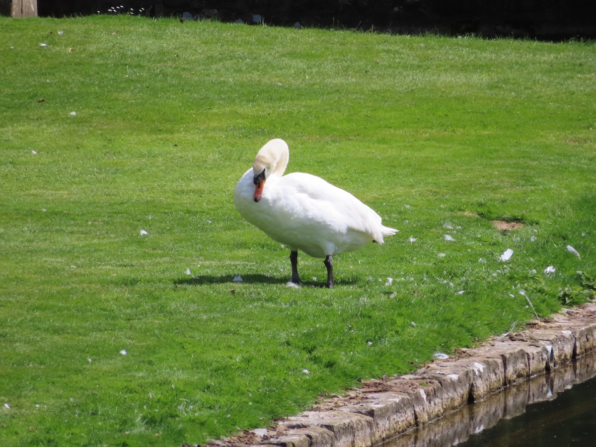 Cygne tuberculé - ML602601131